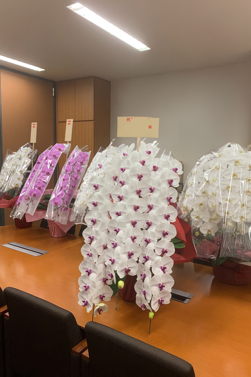 当選祝い 胡蝶蘭 納品例（事務所）