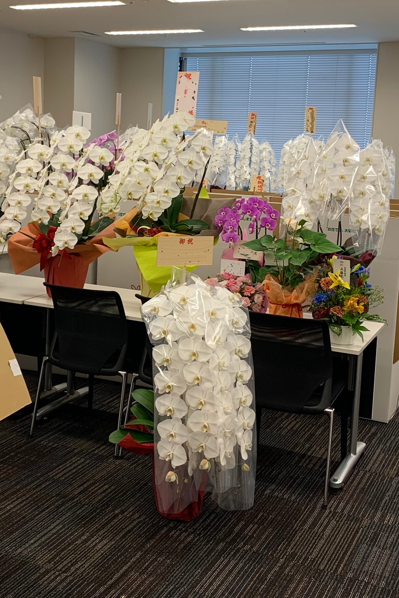 当選祝い 胡蝶蘭 納品例（議員会館）
