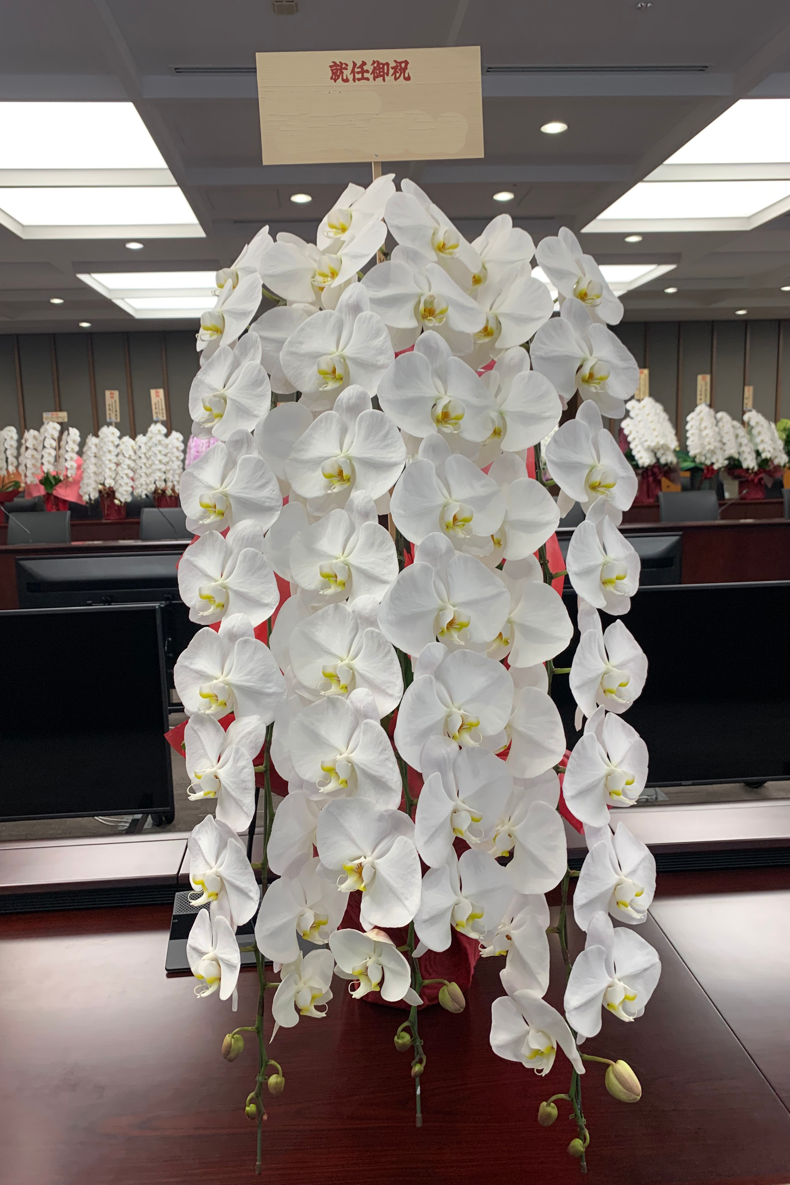当選祝い 胡蝶蘭 納品例（議員会館）