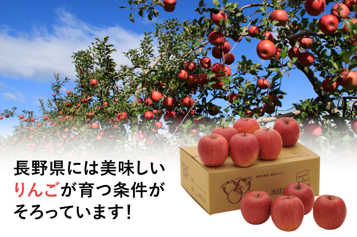 送料無料】長野県産りんご サンふじ 贈答用5kg
