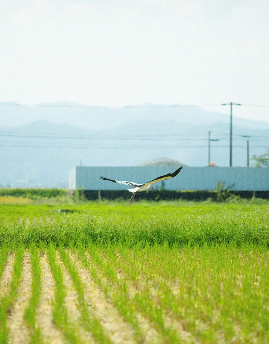 コウノトリ