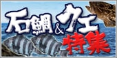 石鯛＆クエ特集