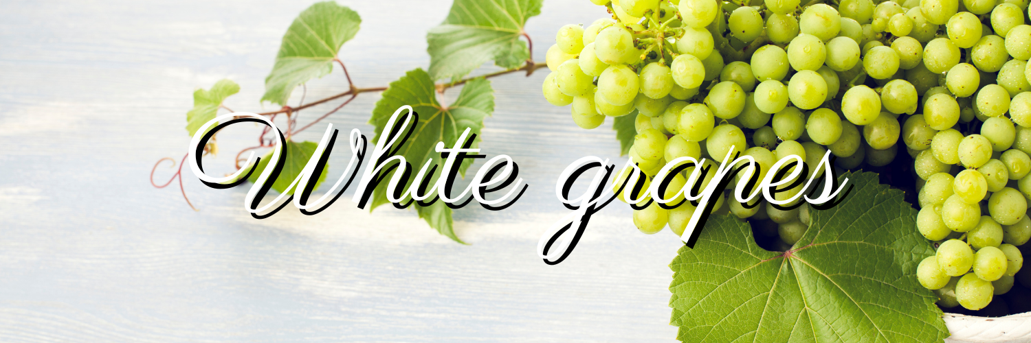 白ブドウ