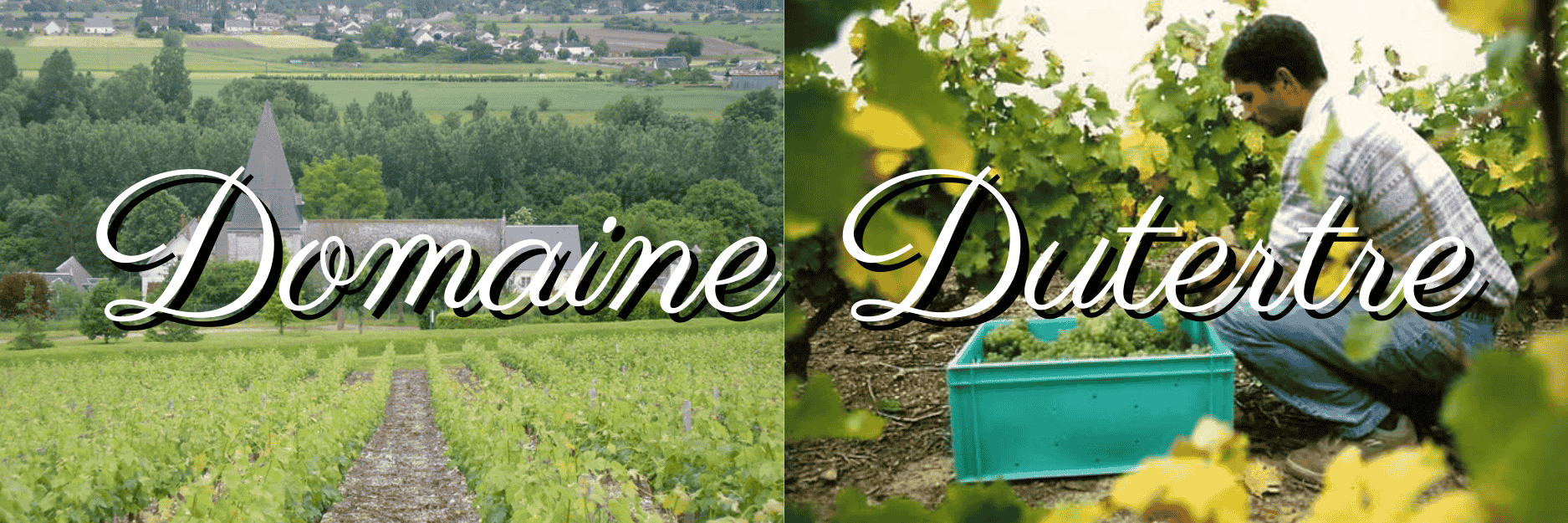 ドメーヌ・デュテルトル（Domaine Dutertre）