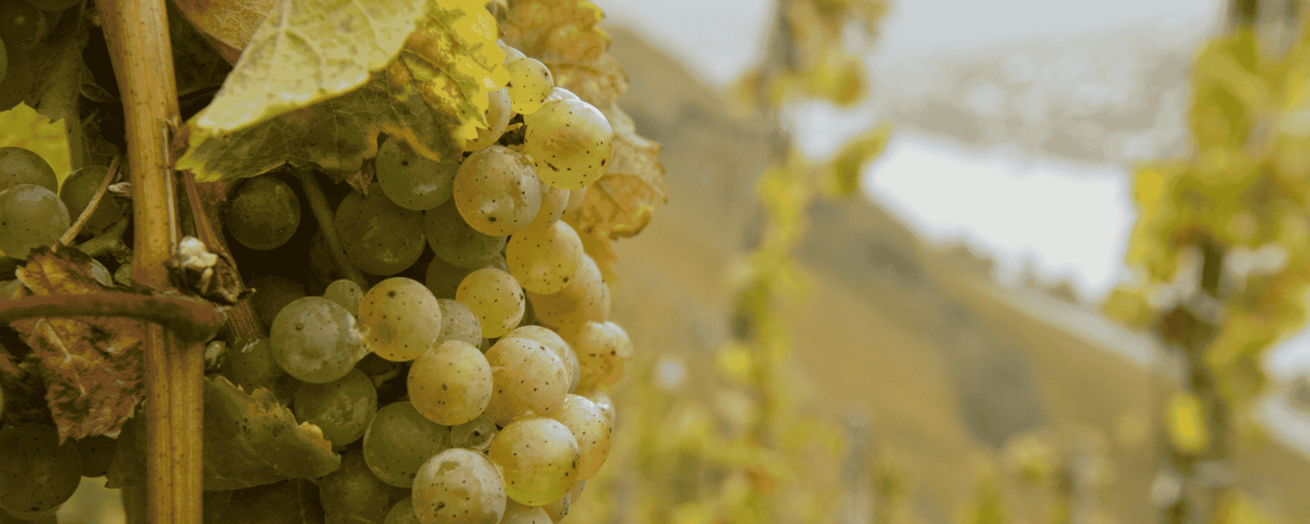 マーカス・モリトール「100点の名声を超えて──極まる唯一無二の