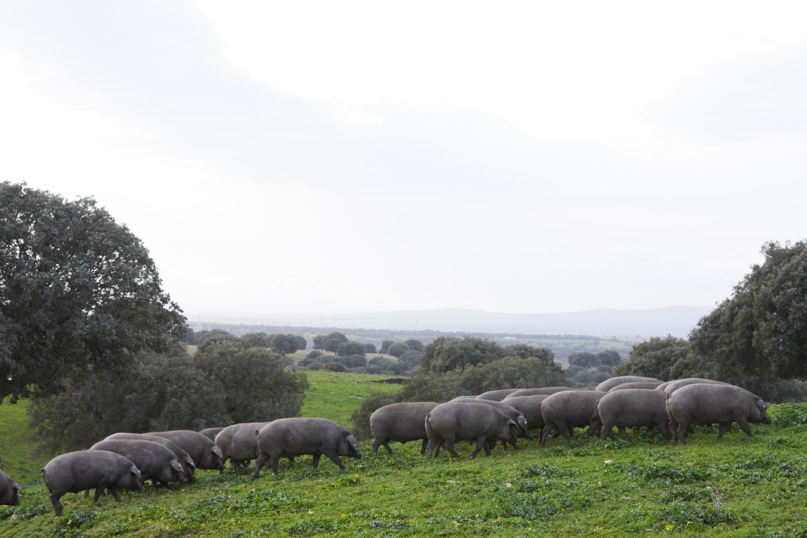 こだわりの産地