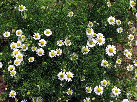 Wellness Herb Tea ルイボス＆カモミール リラックスブレンド