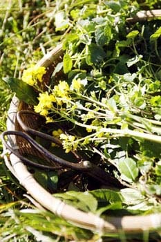 標ヒロさんの野草シリーズ、20種類の野草を厳選ブレンドした野草茶「命草ハイブレンド」