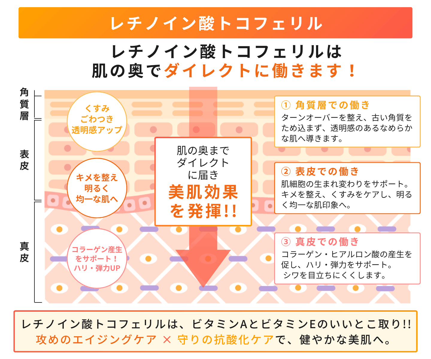 リュクスクリーム・パーフェクト｜ビタミンAクリーム｜美肌道 bihadado