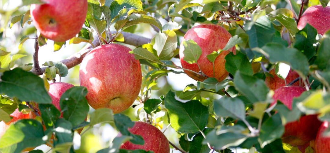 信州は、りんごの栽培に最良の条件がそろっています!