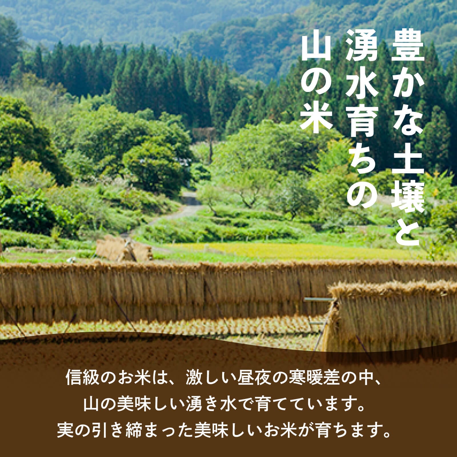 豊かな土壌と湧水育ちの山の米