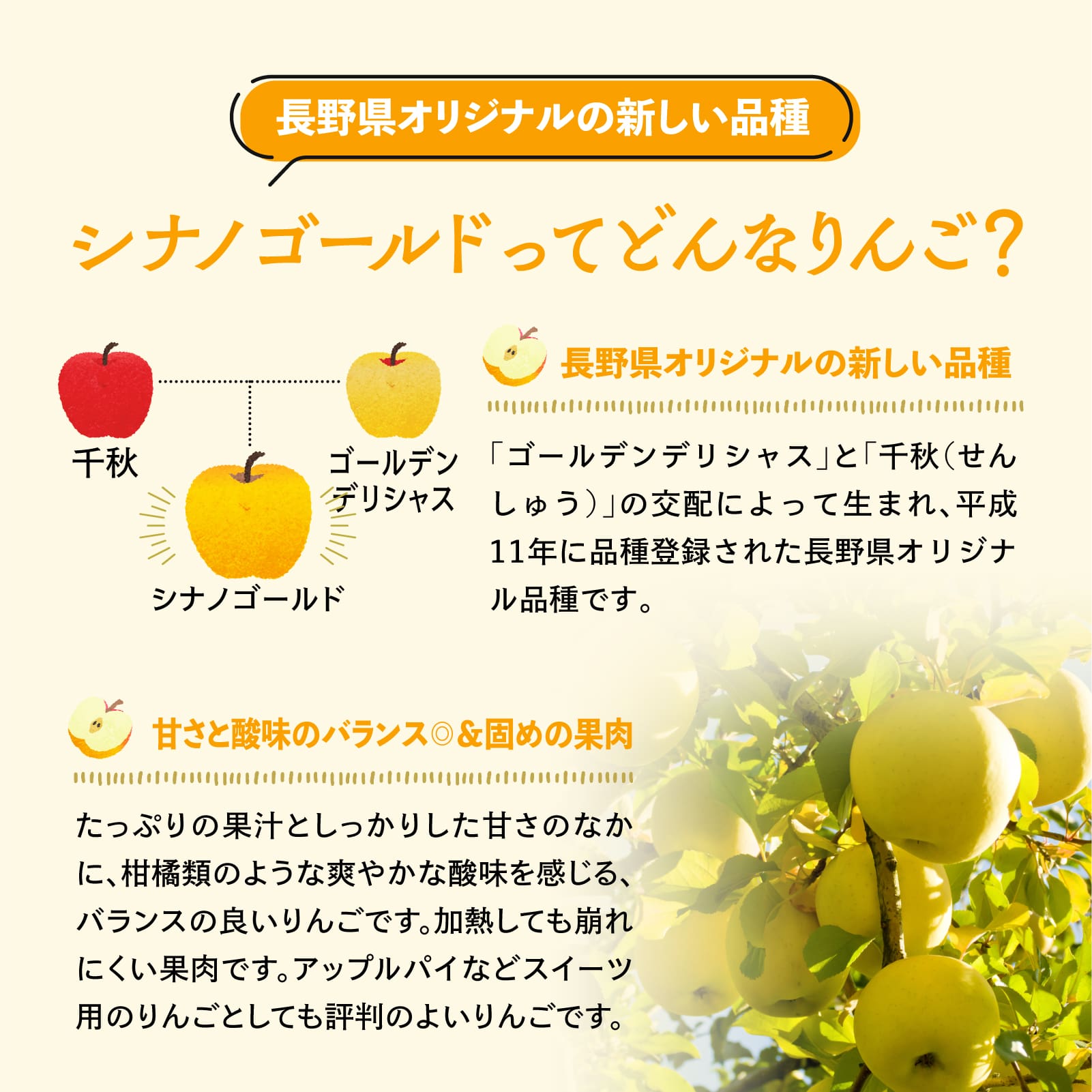 長野県オリジナルの新しい品種　シナノゴールドについて