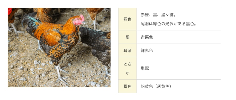 信州黄金シャモ：120日以上の飼育日数でしっかり育てます