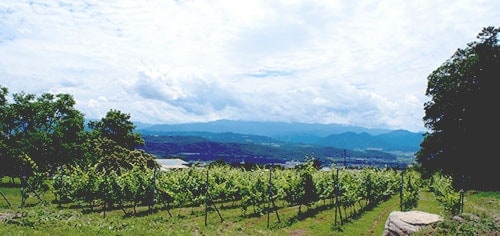 ぶどう畑の景色が目に浮かぶワイン