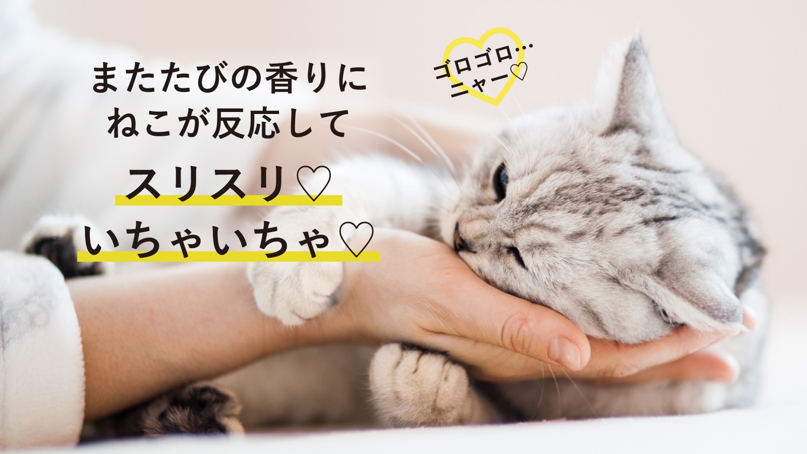 またたびエキスができるまで