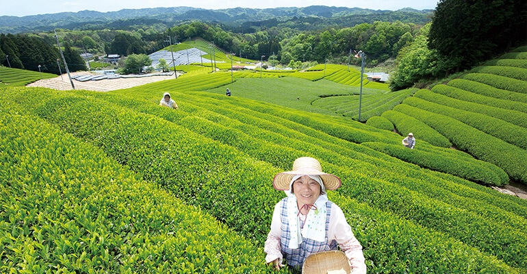 【道の駅】お茶の京都 みなみやましろ村
