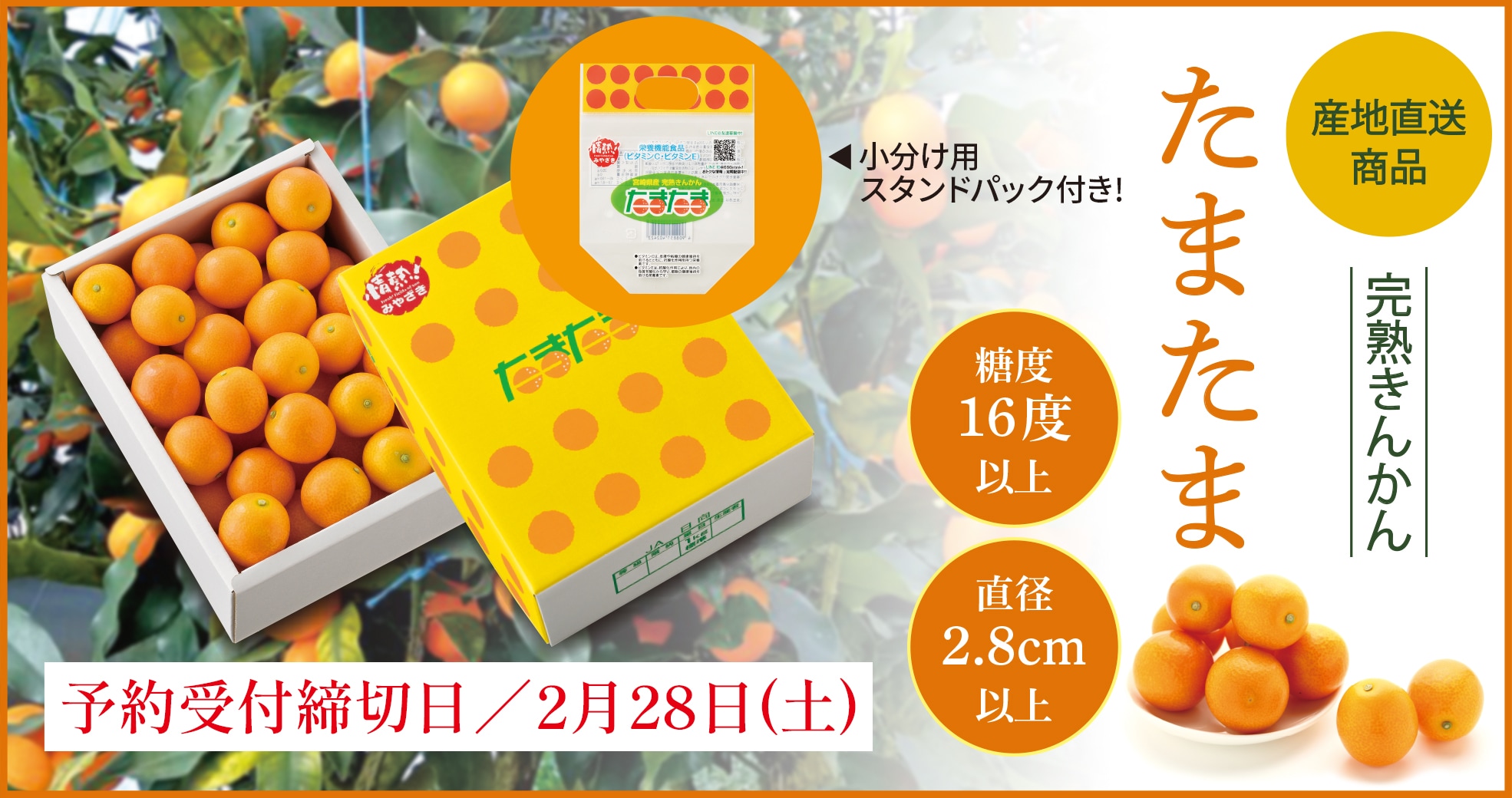 完熟きんかんたまたま