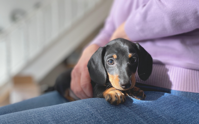 ダックスフンドの子犬