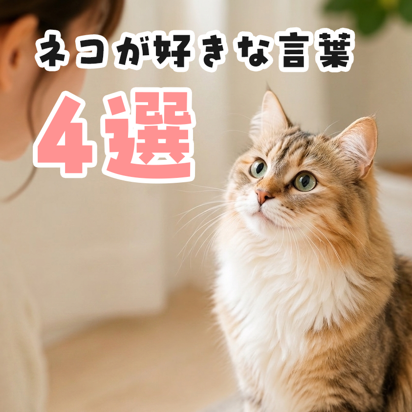 ネコが好きな言葉4選