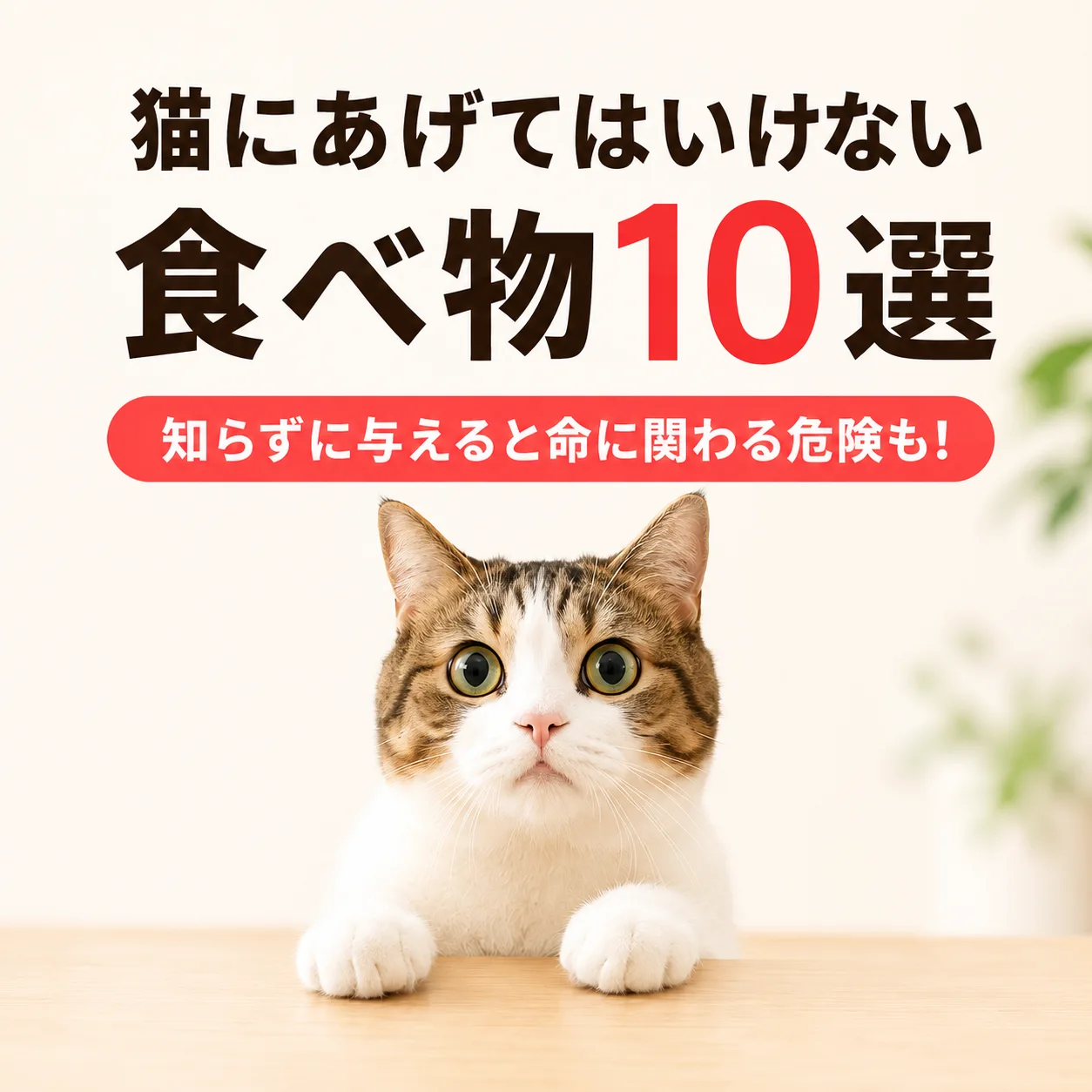 猫にあげてはいけない食べ物10選