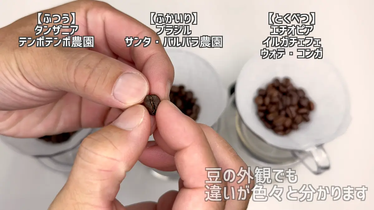 ウォッシュドとナチュラルのコーヒー豆のセンターカットを比較する様子
