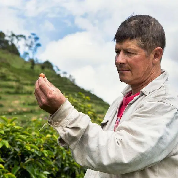 コーヒーチェリーの出来を確認する農園主