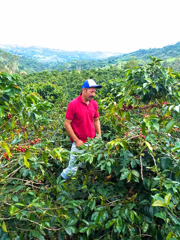 【ふつう】で使用したコーヒーチェリーの栽培風景