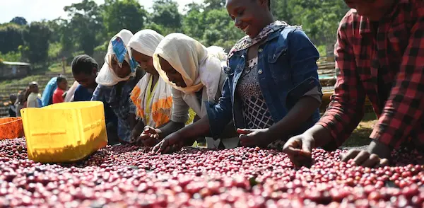 エチオピア イルガチェフェ ウォテ・コンガ