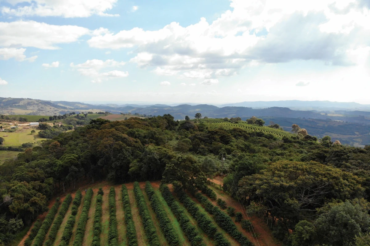 コーヒー豆の産地ブラジルフォルタレーザ農園