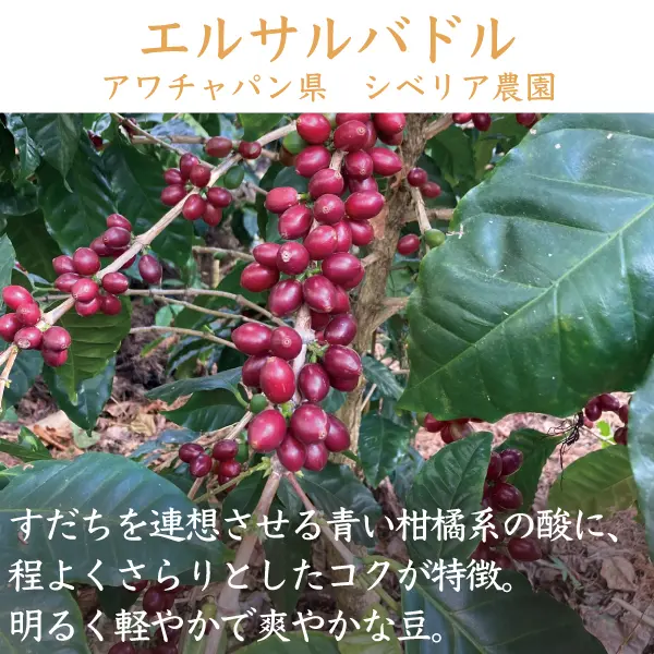 エルサルバドルアワチャパン県シベリア農園