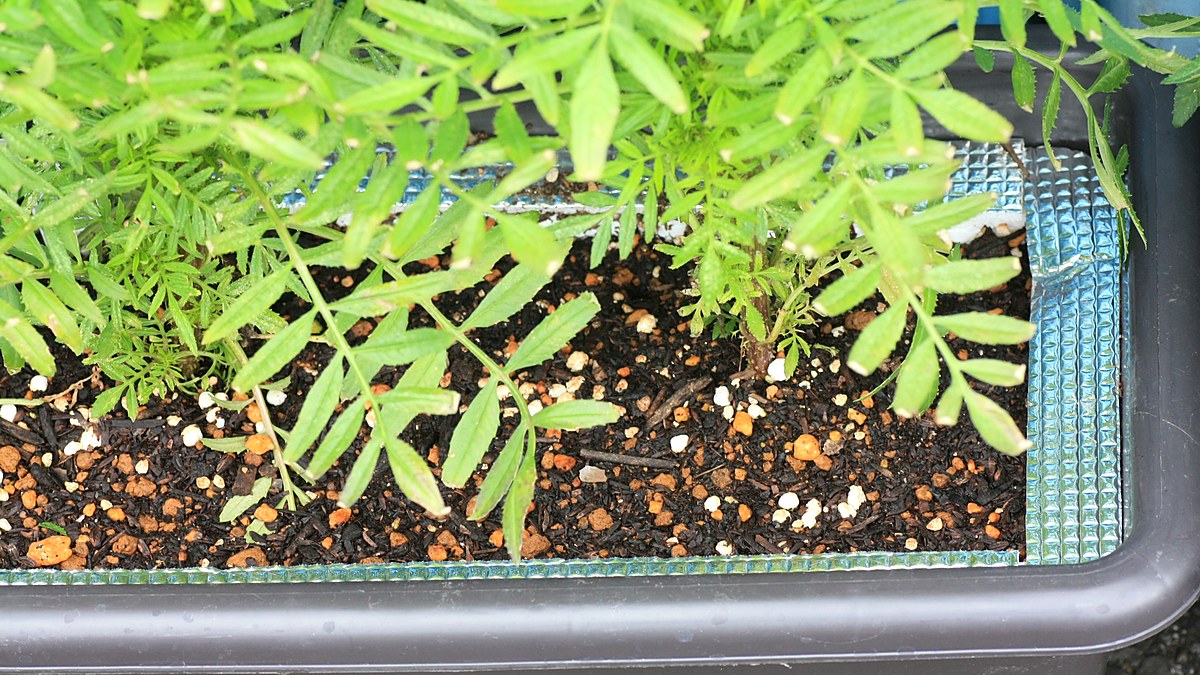 HORTUS社】サボイキャベツ Verza violaceo di verona 5g [1351][COD