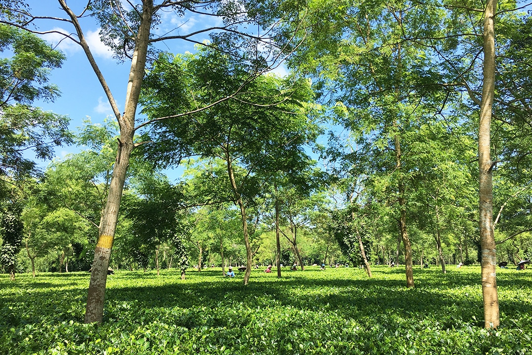 世界の紅茶の産地を訪ねて  – インド 