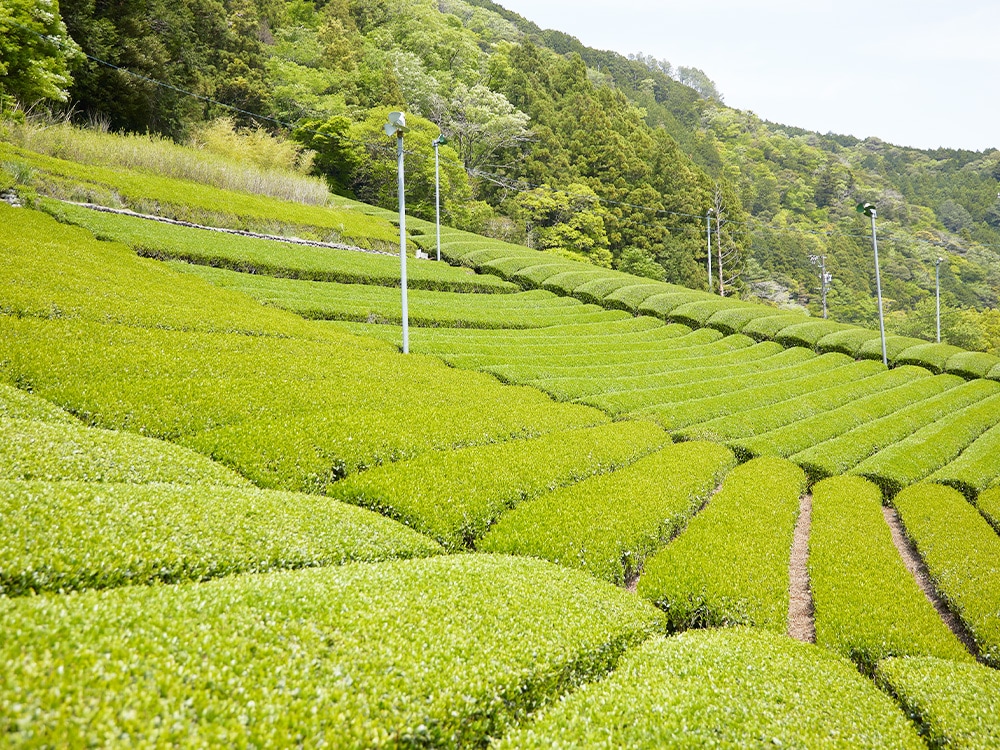 日本の茶園