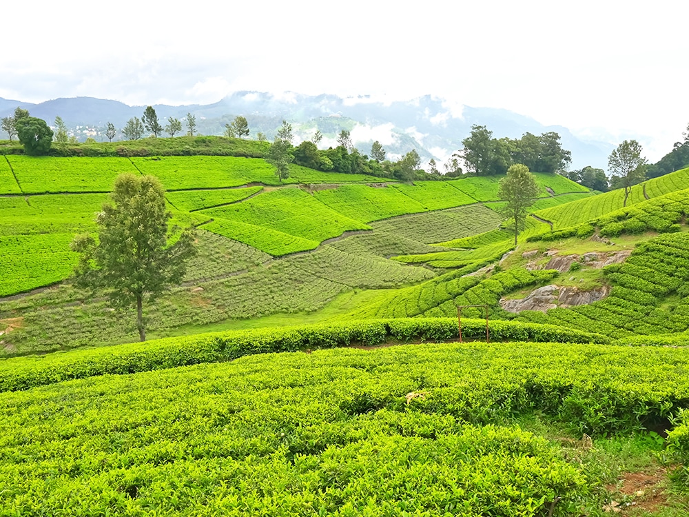 �˥륮������