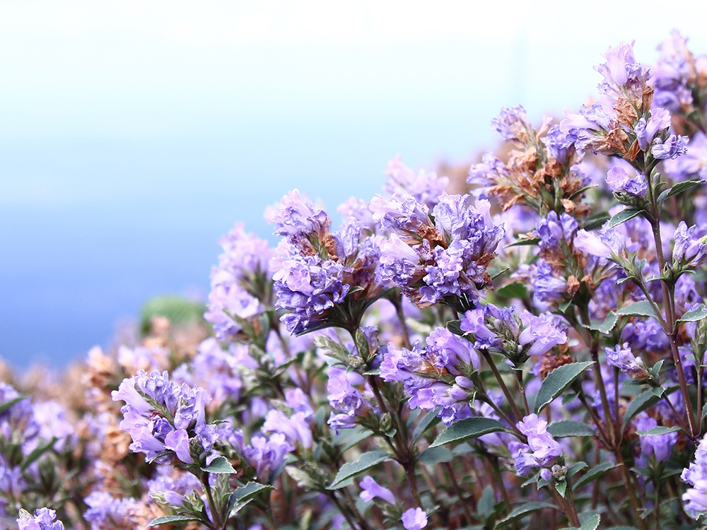 �ˡ��饯��󥸡�Neelakurinji�ˤμ̿�