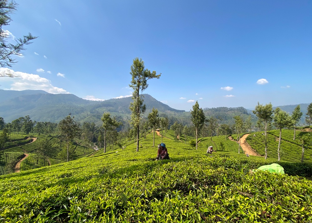 ��쥤���μ̿�