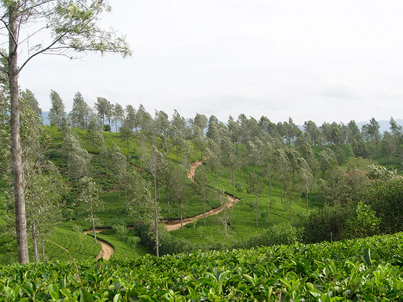 ���٥󥬥뽣�Υҥޥ�仳ϼ�μ̿�