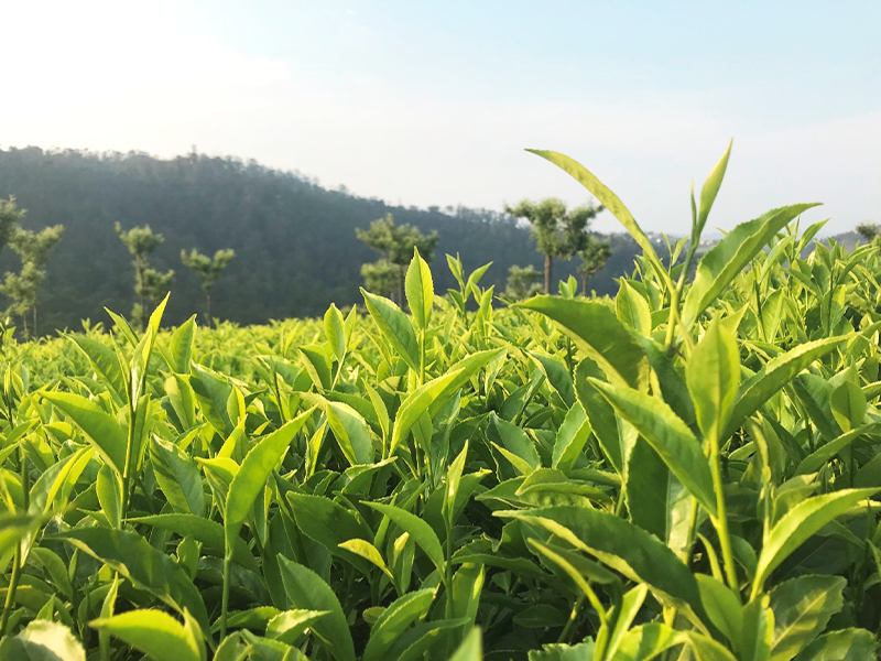 ��nittoh.1909�Υƥ������ߥʡ� �ݹ��ǤҤ�򤯥ƥ������ա��ɥڥ���󥰡ݡ�