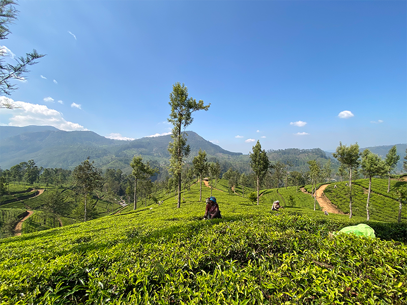 �����ι���λ��Ϥ�ˬ�ͤ� ������ �ǥ���֥��϶� ��쥤���