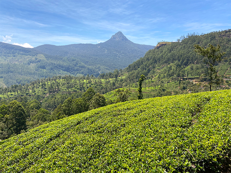 �ǥ���֥������������� ���ϡ���ˡ���ˡ�����ȥ졼�ȡ��ߥ륯�˹礦���դ�������