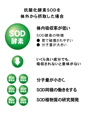 抗酸化酵素SODは分子量が大きい