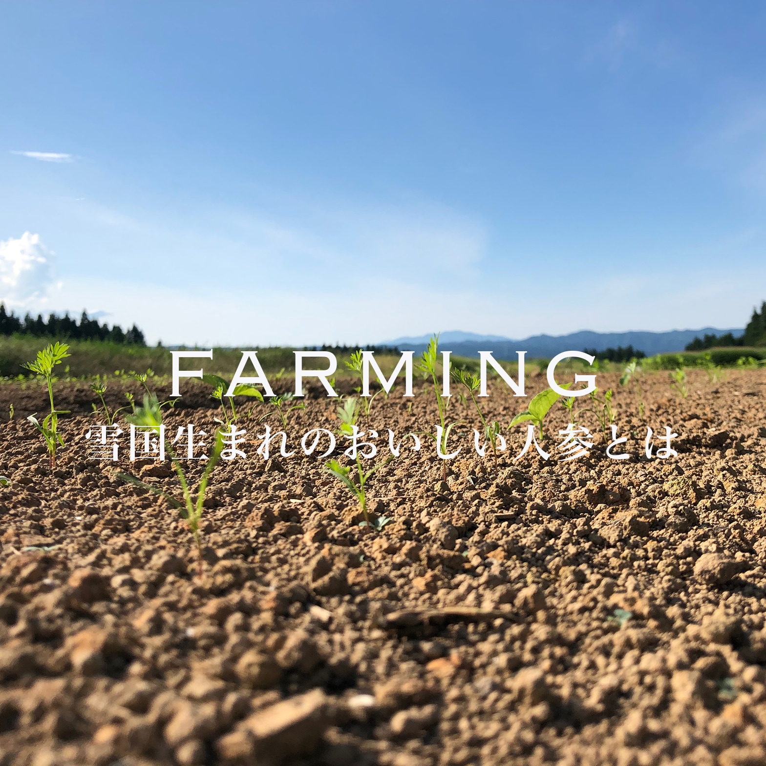 雪下にんじんとは