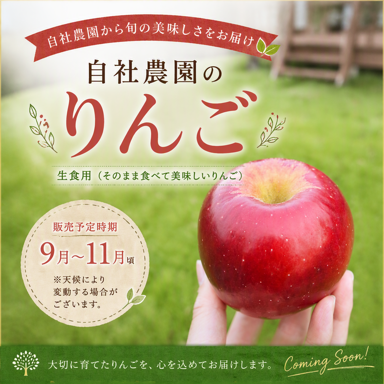 りんご販売