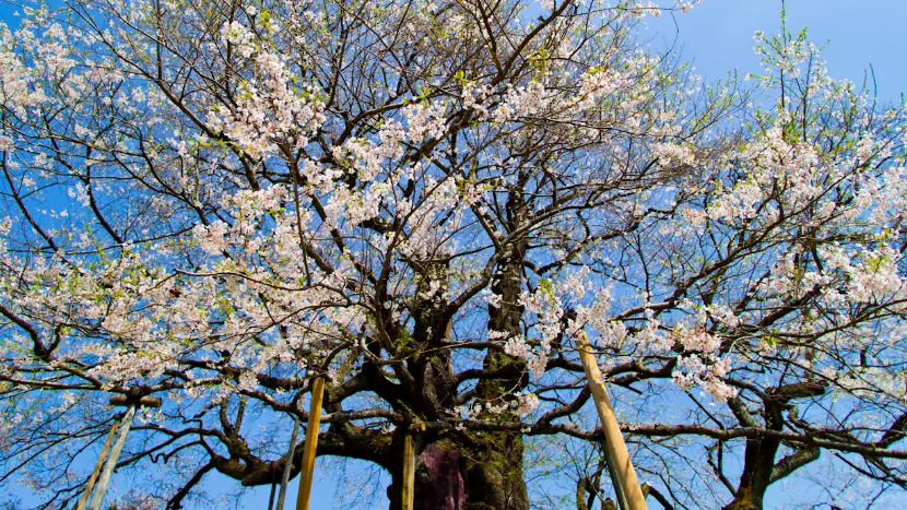 春先の醍醐桜