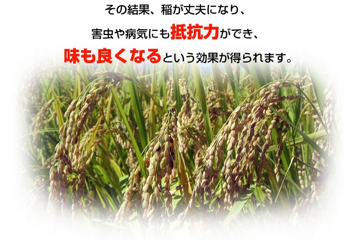 その結果、稲が丈夫になり、害虫や病気にも抵抗力ができ、味も良くなるという効果が得られます。
