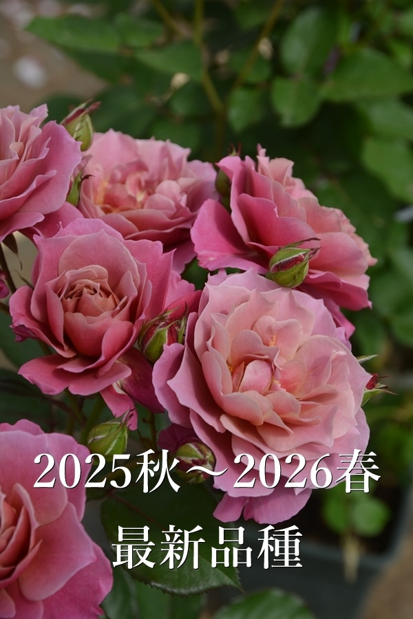 ⭐️バラ売り不可⭐️復刻⭐️即完売✨新作✨️数量限定✨ロルバーン✨ミクロ✨ミニチュア✨ スミス パルコヤ上野限定 ロルバーン ポケット付メモ L（ピンク）(L