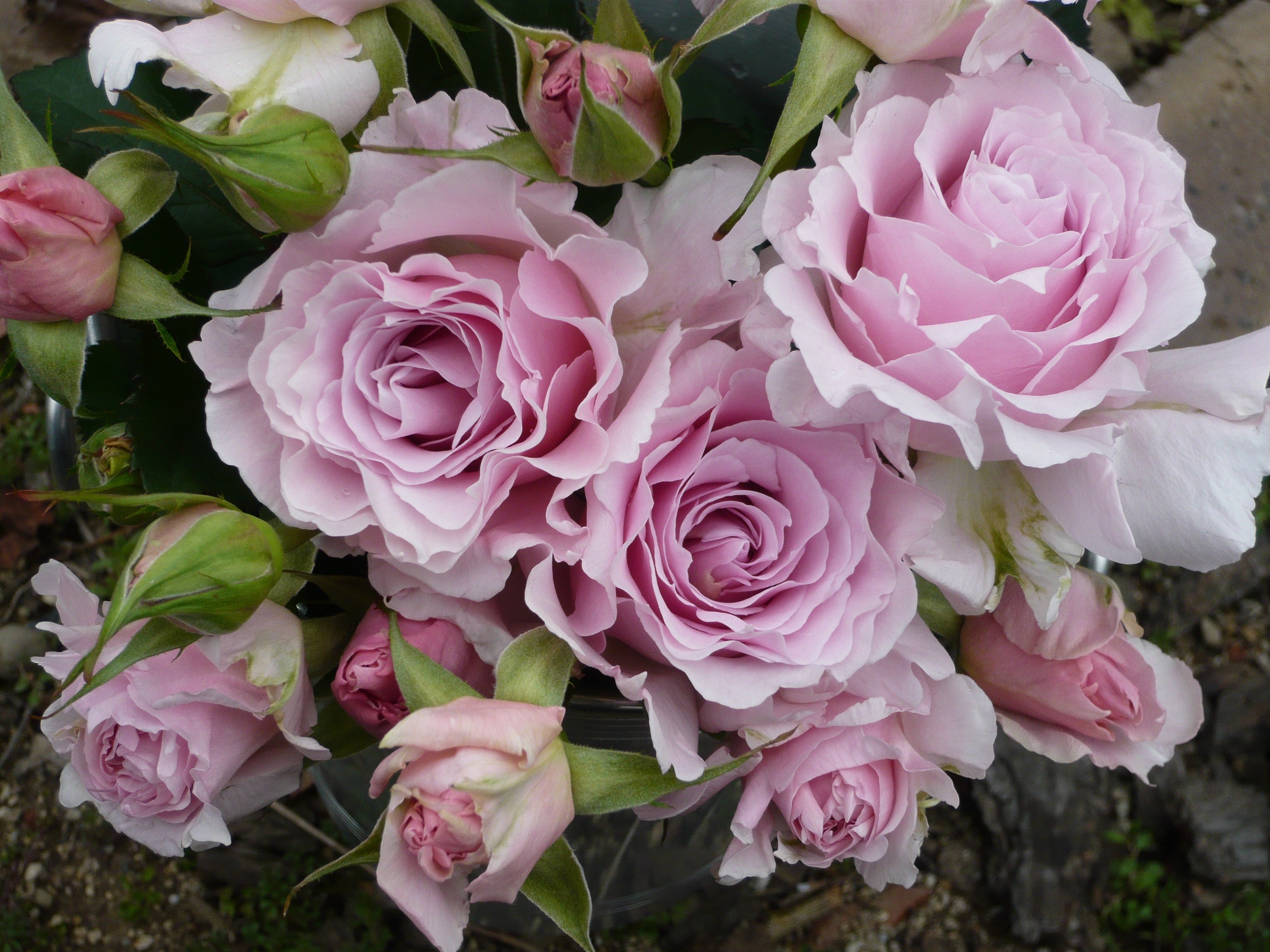バラ苗,日・Kawamoto Rose Garden（河本バラ園） | バラとハーブの専門ショップ 大神（おおが）ファーム