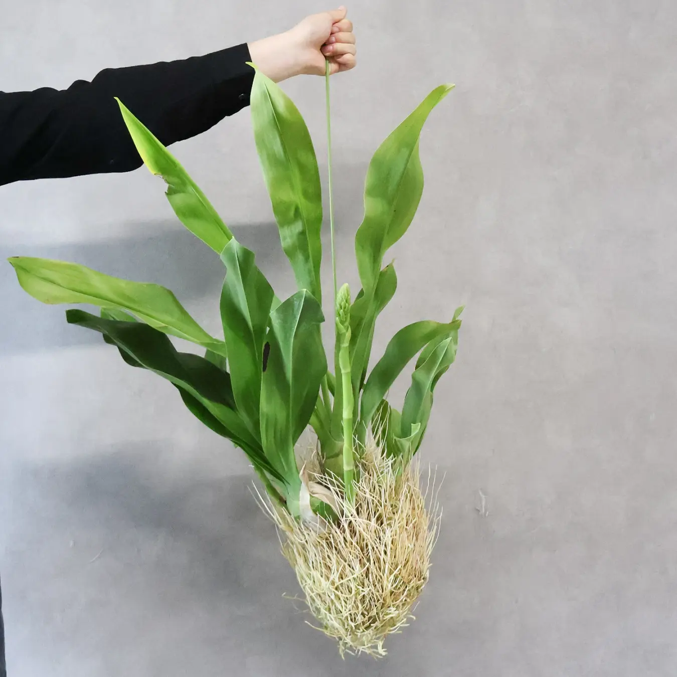 Foliage Plant 01