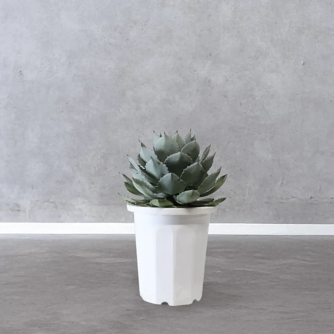 Foliage Plant 02
