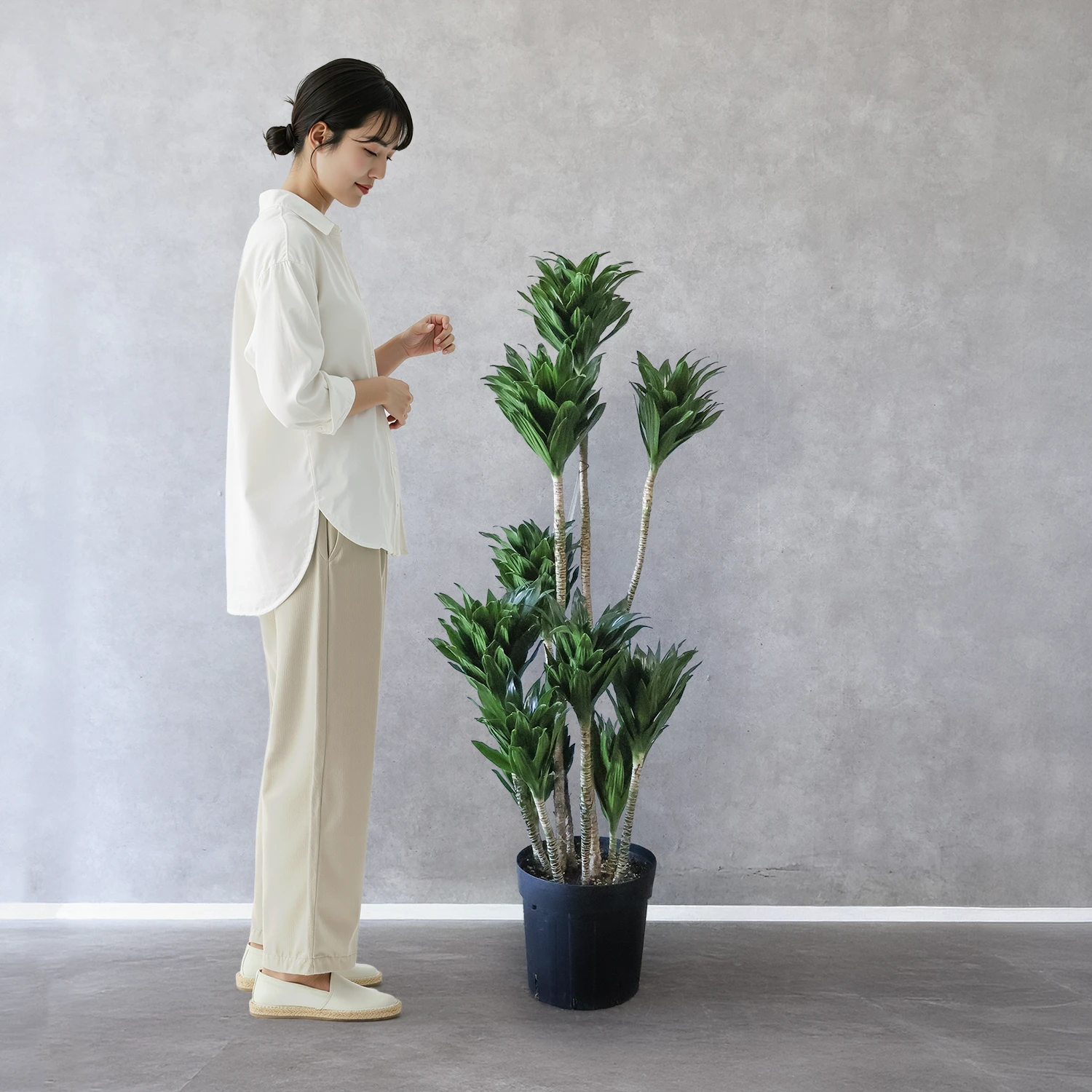 ドラセナ・ワーネッキ・コンパクタ